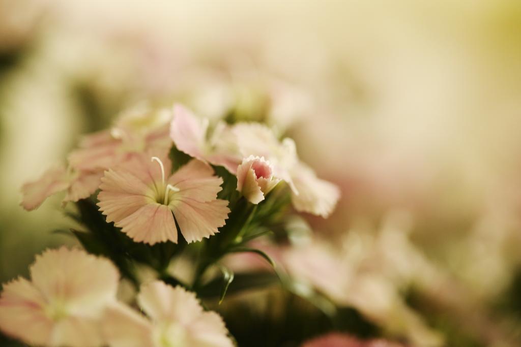 Blooming Lotus.Waterclouds.Hangzhou Exterior photo